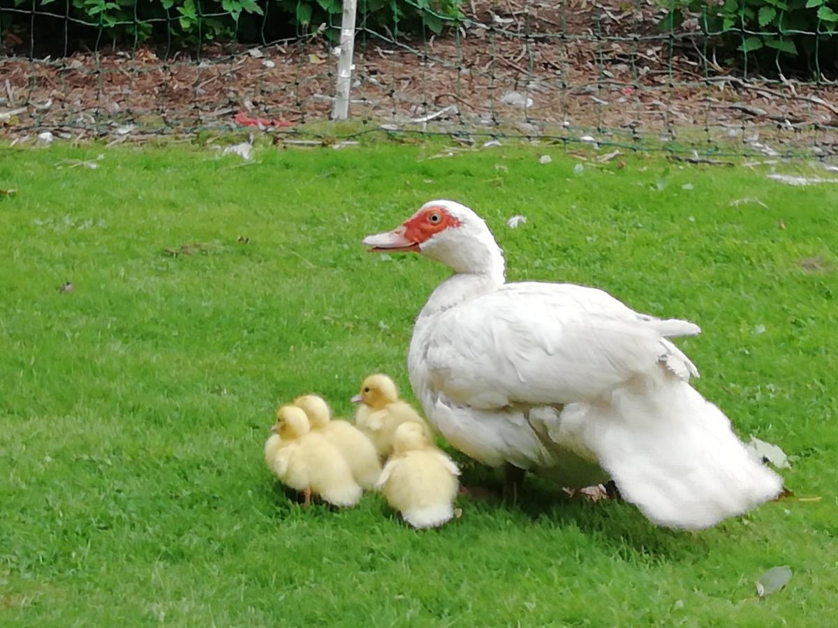Clumber Lane End Farm Bed & Breakfast Worksop Ngoại thất bức ảnh