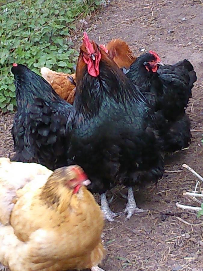 Clumber Lane End Farm Bed & Breakfast Worksop Ngoại thất bức ảnh